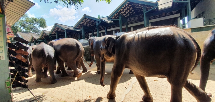 Kandy Day Tour All Included