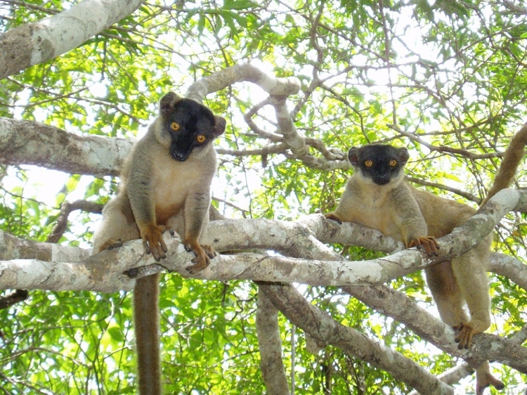 Madagascar magical