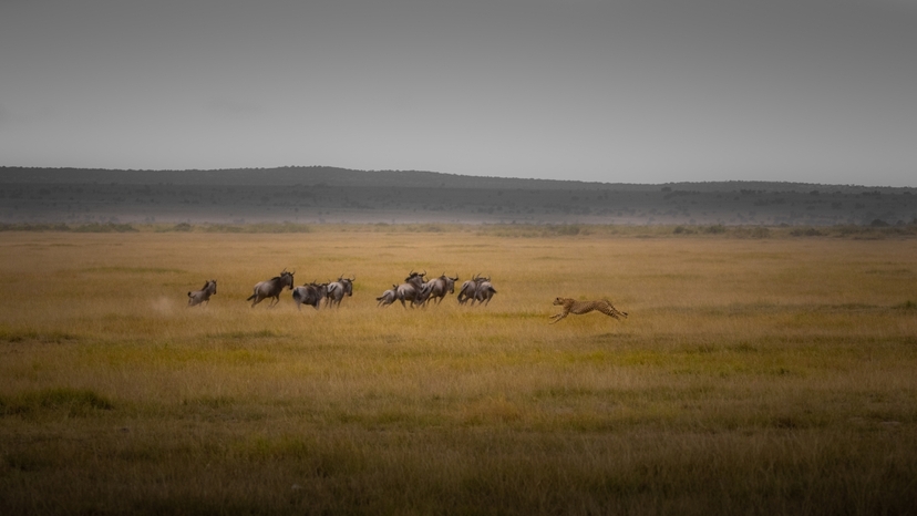 CLASSIC JOURNEYS KENYA,BEST OF KENYA WILDLIFE SAFARI 2025 PROGAM 4