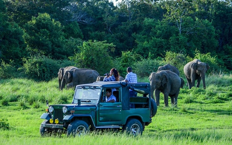 Private Day Tour from Colombo to Sigiriya Fortress, Dambulla Caves and National Park safari tour 