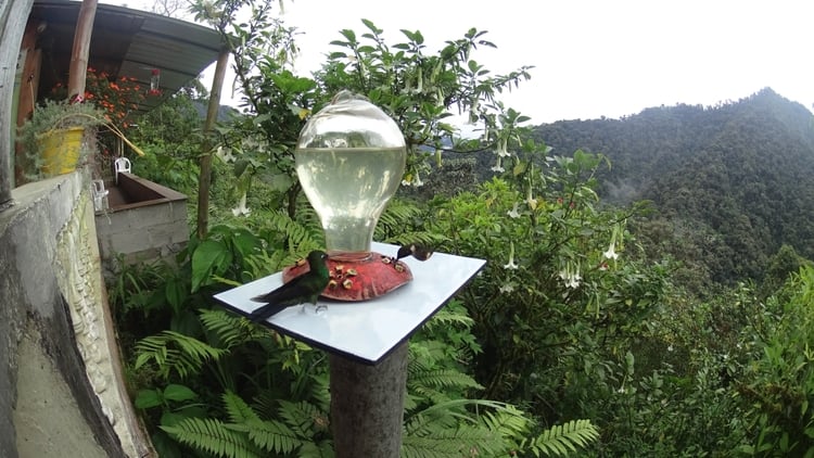 Mindo to watch hummingbirds , butterflies, chocolate experience and walking in the forest