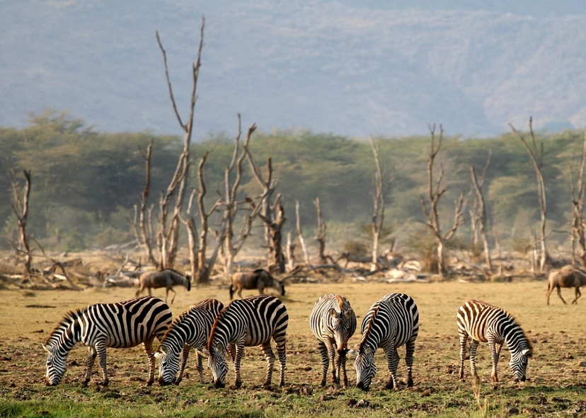 Full-Day Trip to Lake Manyara National Park From Arusha 3