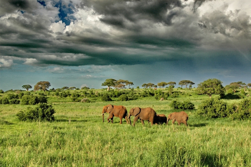 Full-Day Safari at Tarangire National Park 2