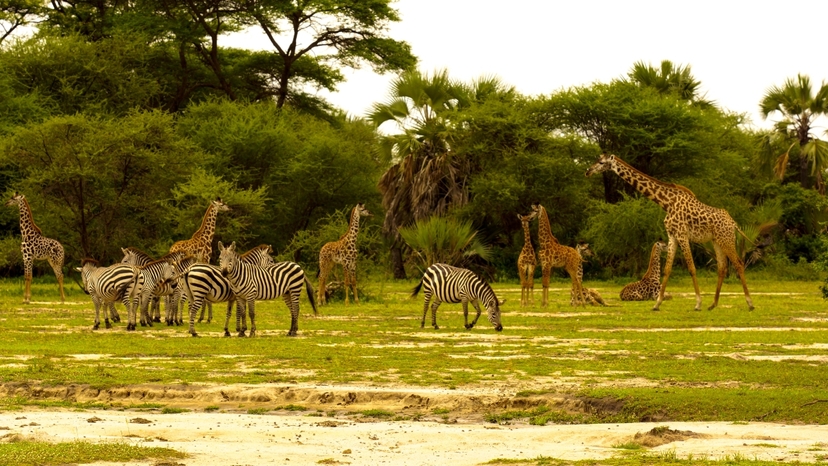 Full-Day Safari at Tarangire National Park 3