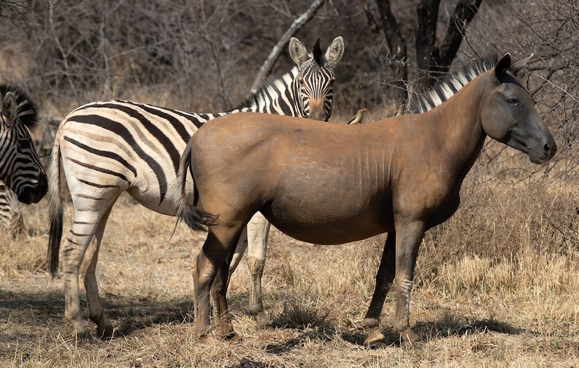 Wildlife and Scenery, Magical Kenya at its best 2