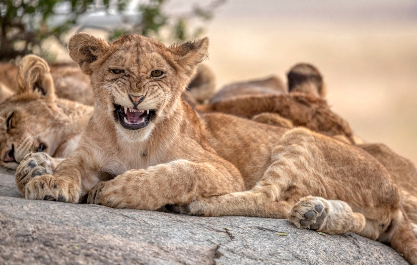 Experience Kenya from North to South 3