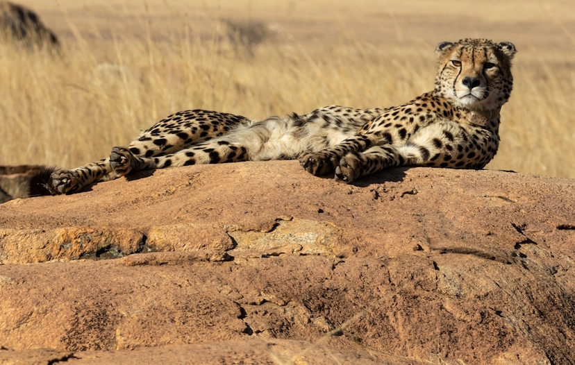 Journey to Tanzania. A comprehensive wildlife tour. 2
