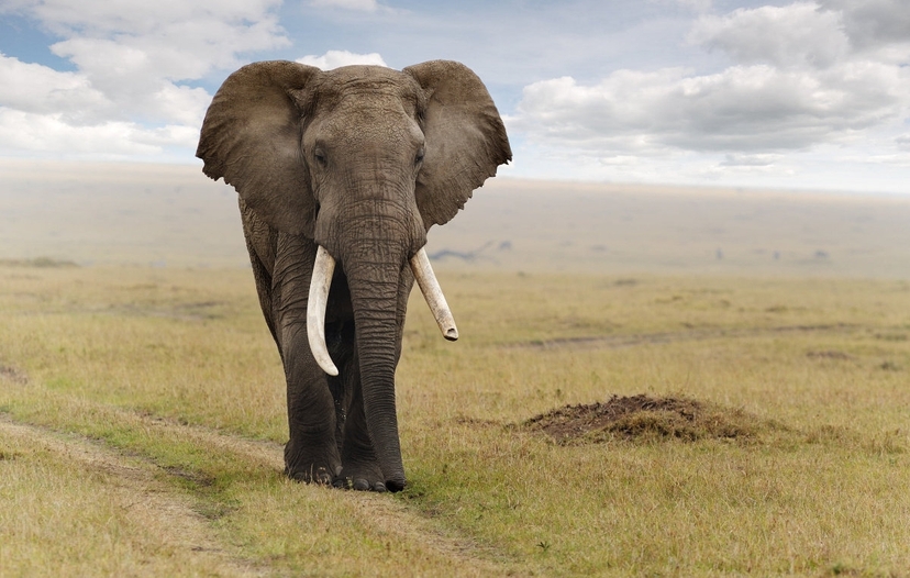 Journey to Tanzania. A comprehensive wildlife tour. 3