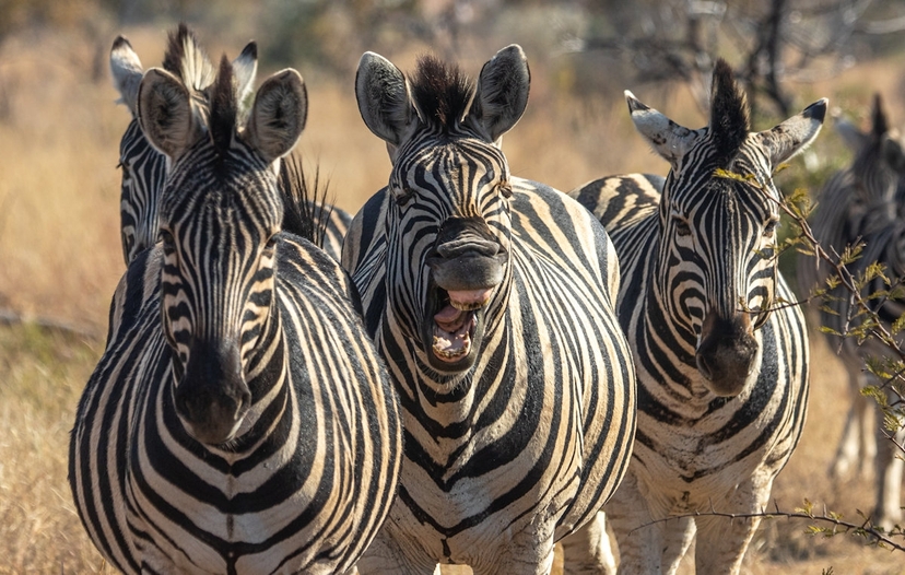 Journey to Tanzania. A comprehensive wildlife tour. 4