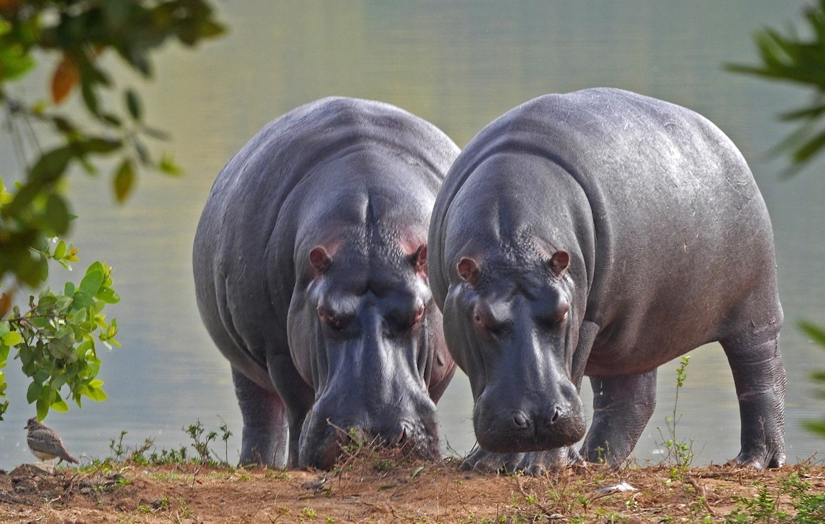 Thrilling Four Day, Big Five Adventure Awaits 1