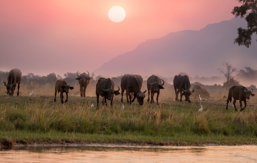 Thrilling Four Day, Big Five Adventure Awaits 2