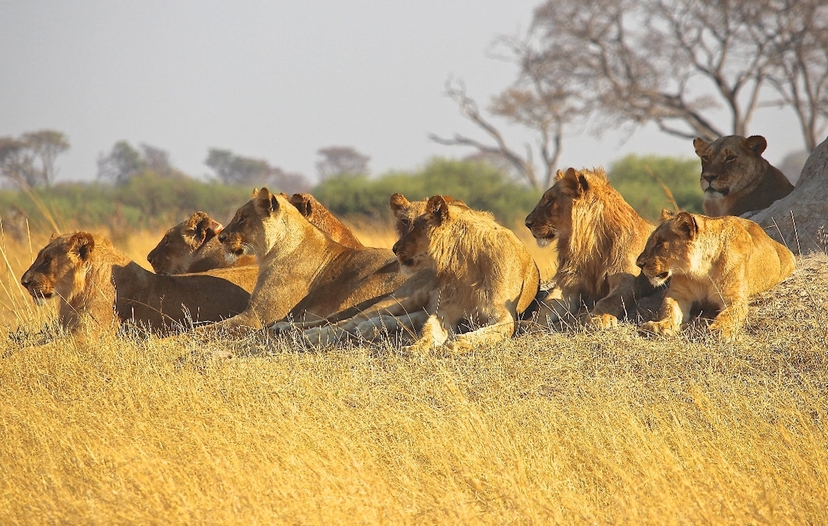 Thrilling Four Day, Big Five Adventure Awaits 3