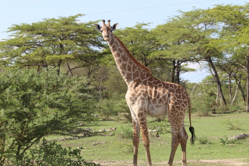 Day Trip - Selous Day Safari Tour 3