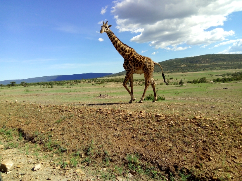"Kenya’s Wildlife Circuit: 6-Day Safari in Masai Mara, Nakuru & Amboseli with Sopa Lodges 2