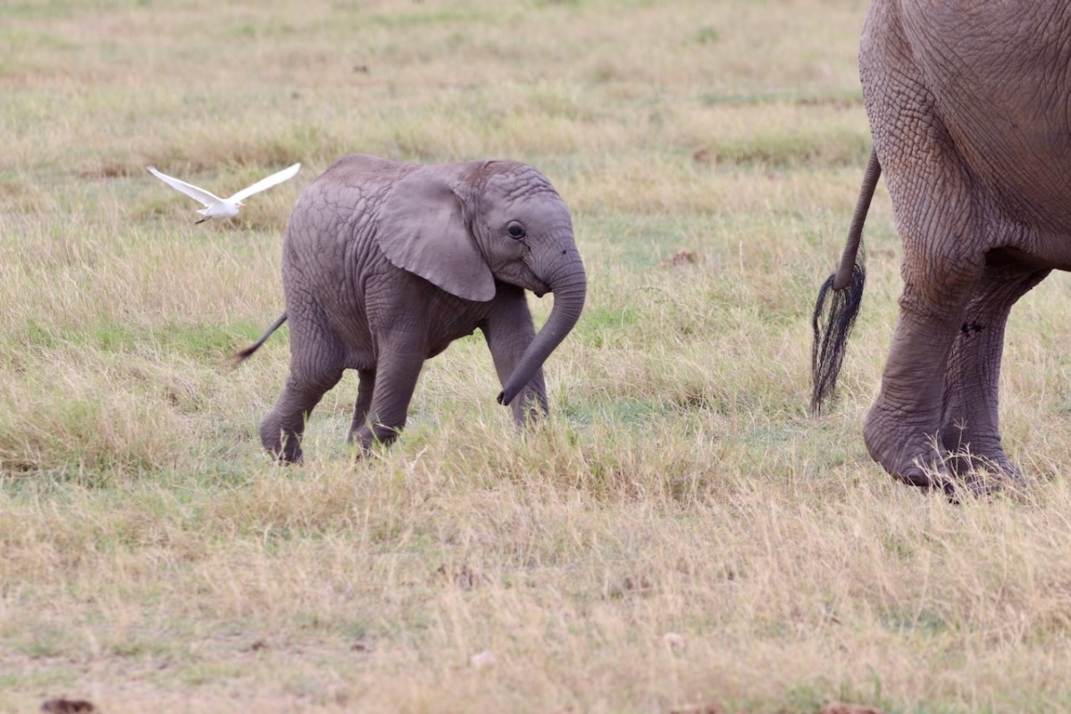 "Kenya’s Wildlife Circuit: 6-Day Safari in Masai Mara, Nakuru & Amboseli with Sopa Lodges 1