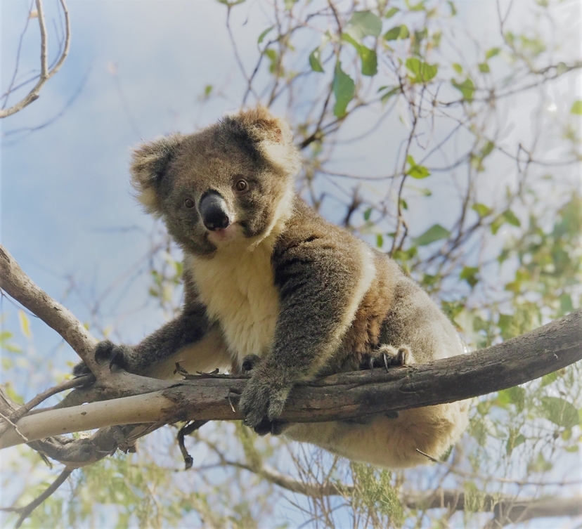 Kangaroo Island Scenic Nature and Wildlife Day Tour 3