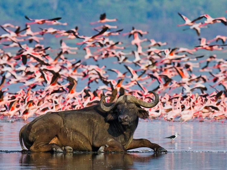 Kenya Big Five Group Safari – 5 Days Masai Mara, Nakuru & Naivasha