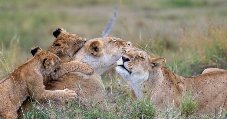 7-Day Budget Group Safari: Explore Masai Mara, Nakuru, Naivasha & Amboseli