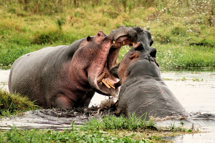Exclusive 5-Day Safari from Nairobi: Aberdare, Nakuru & the Wild Masai Mara