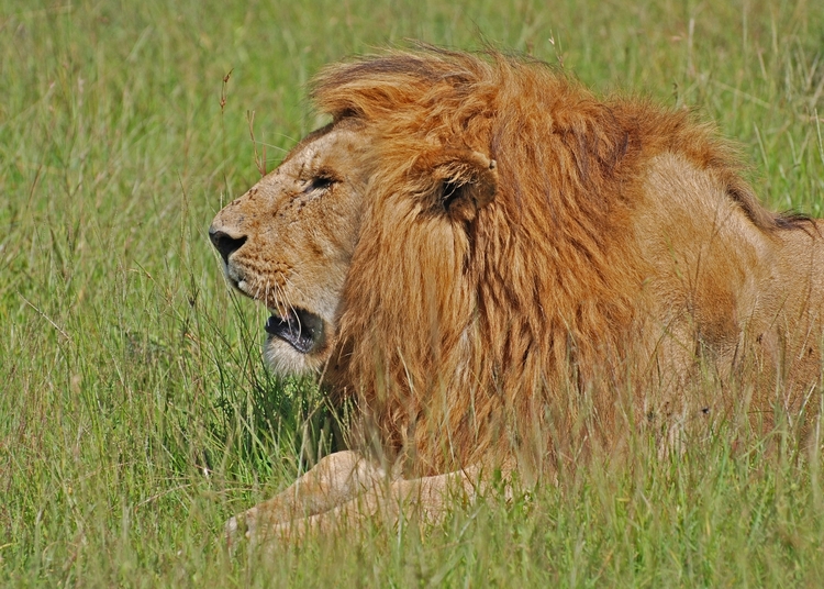 4 Days Private Masai Mara & Lake Nakuru Safari from Nairobi – In 4x4 Jeep