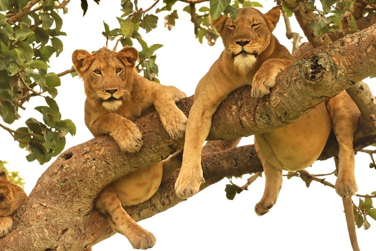 11 Day Exciting Big Five Safari Adventure And Primates
