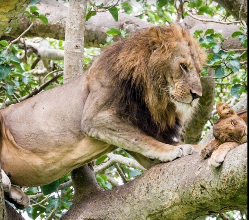 7 Days Uganda Gorilla Trek and Wildlife Safari 4