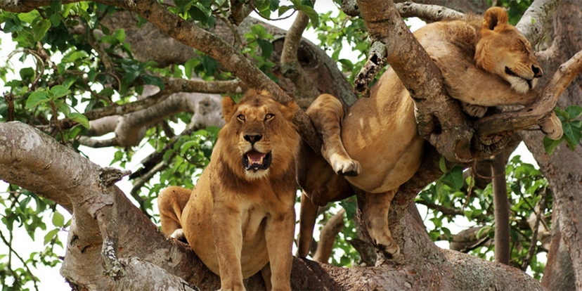 6 Day Uganda Primate Safari and Wildlife Tour 3