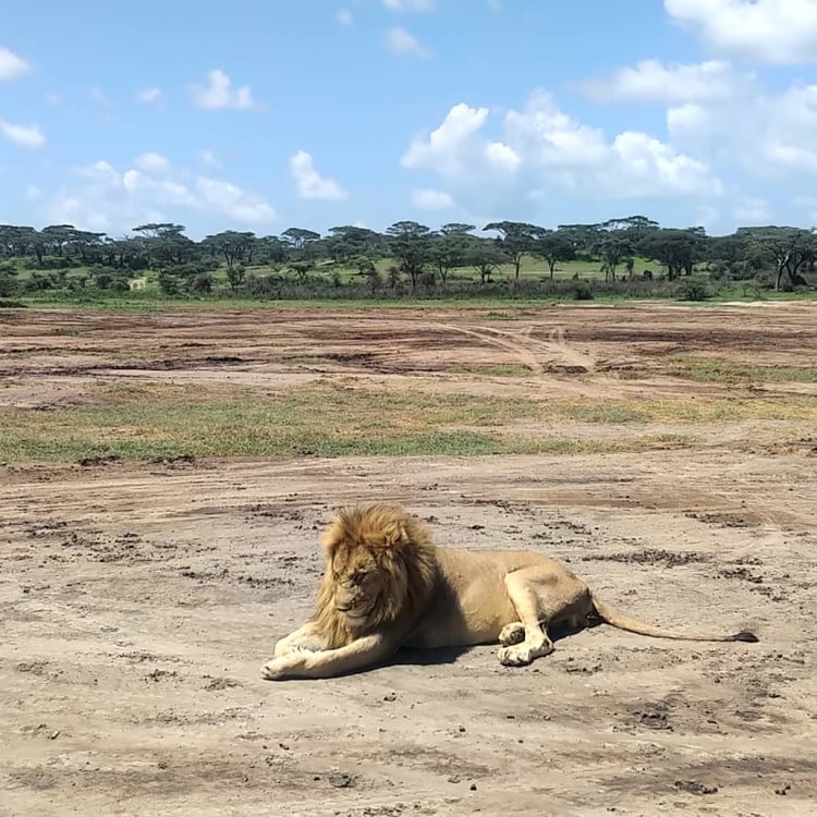 2-Day Mikumi Classic Safari - Budget Edition (from Dar Es Salaam)