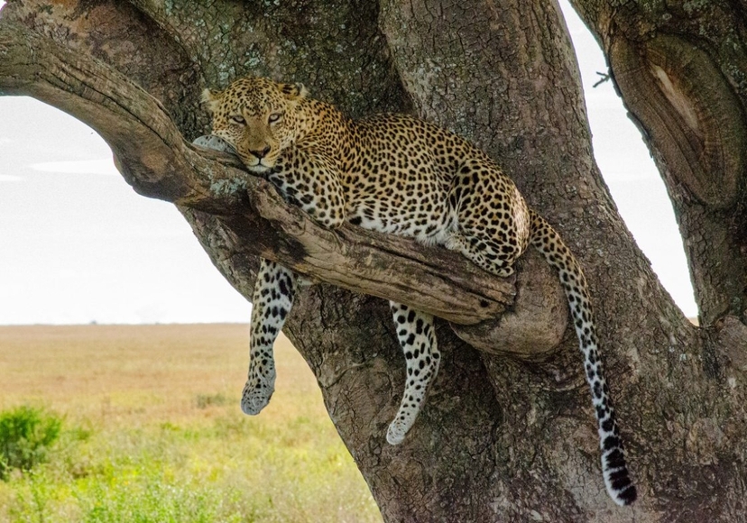 Explore Masai Mara & Lake Nakuru in 4 Days – Group Safari with Economy Lodging 3