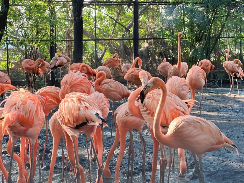 Safari World + Marine Park with Lunch 4