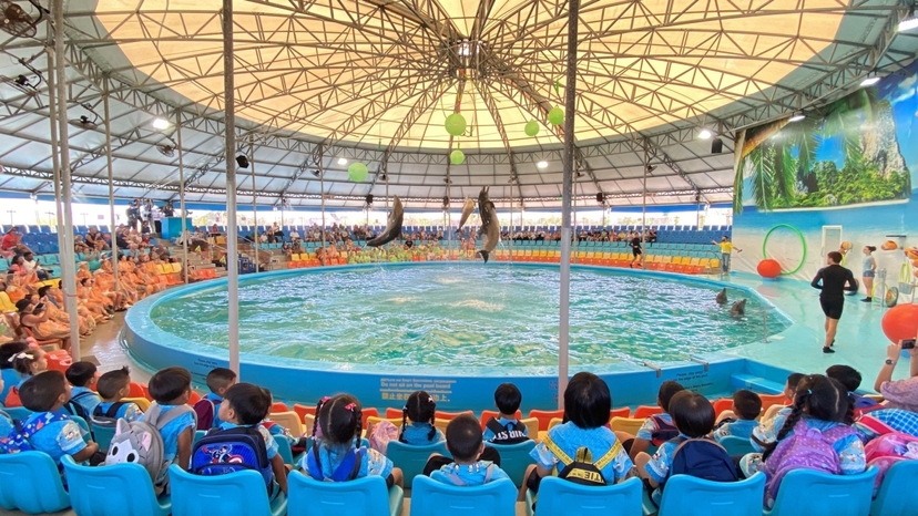 Dolphins Bay Show Phuket 3