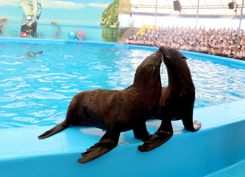 Dolphins Bay Show Phuket 4