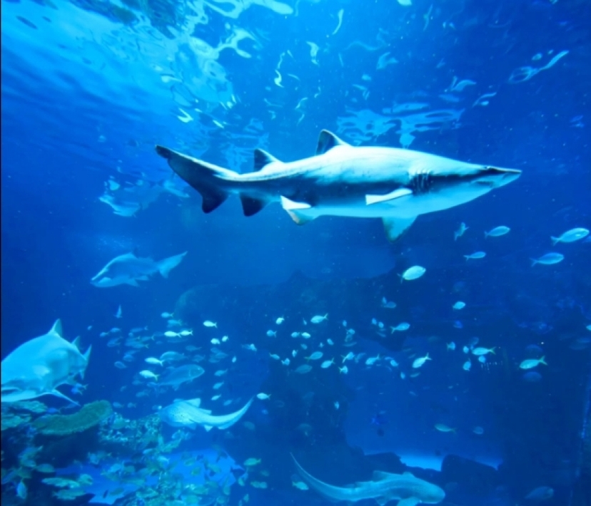 Aquaria Phuket and 4D Trickeye Museum Ticket 3