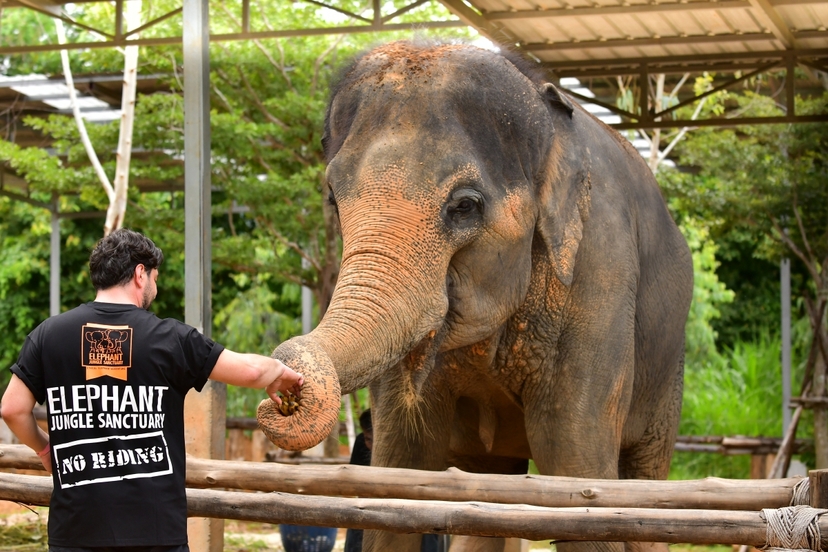 Elephant Jungle Sanctuary Phuket - Feed Me Premium 3