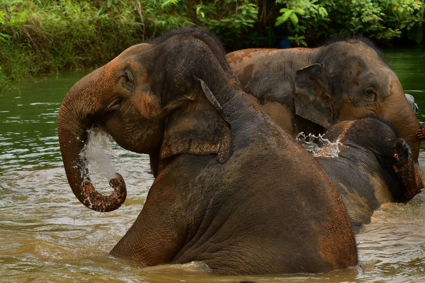 Elephant Jungle Sanctuary Phuket - Feed Me Premium 2