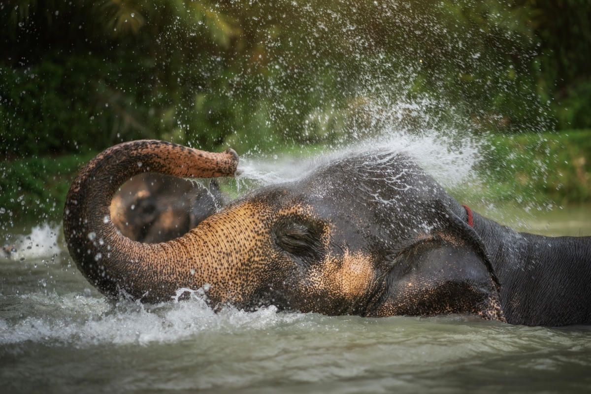 Elephant Jungle Sanctuary Phuket - Feed Me Premium 1