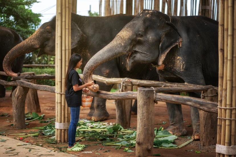 Elephant Jungle Sanctuary Phuket - Feed Me Premium 4