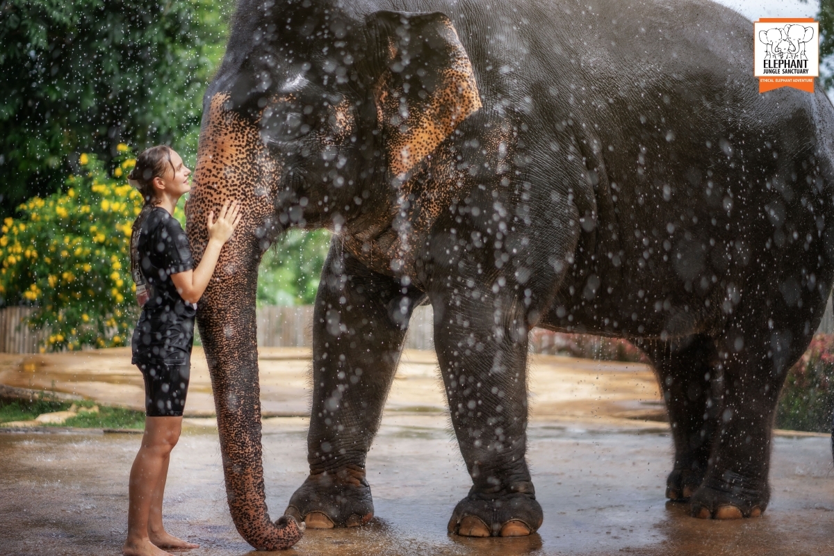 Elephant Jungle Sanctuary Phuket - Feed and Shower 1