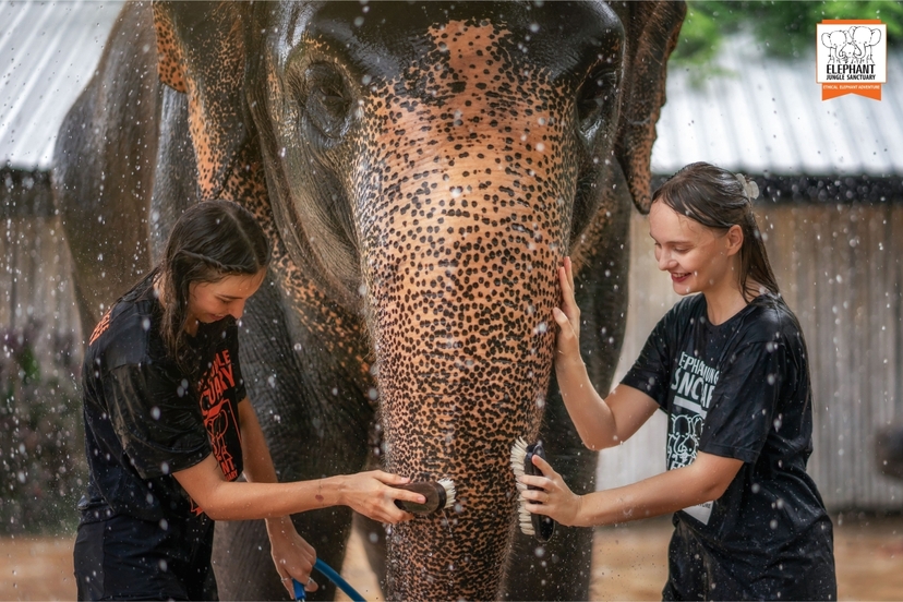Elephant Jungle Sanctuary Phuket - Feed and Shower 2