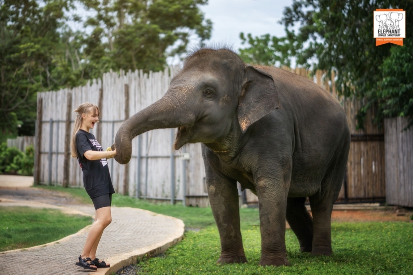 Elephant Jungle Sanctuary Phuket - Feed and Shower 4