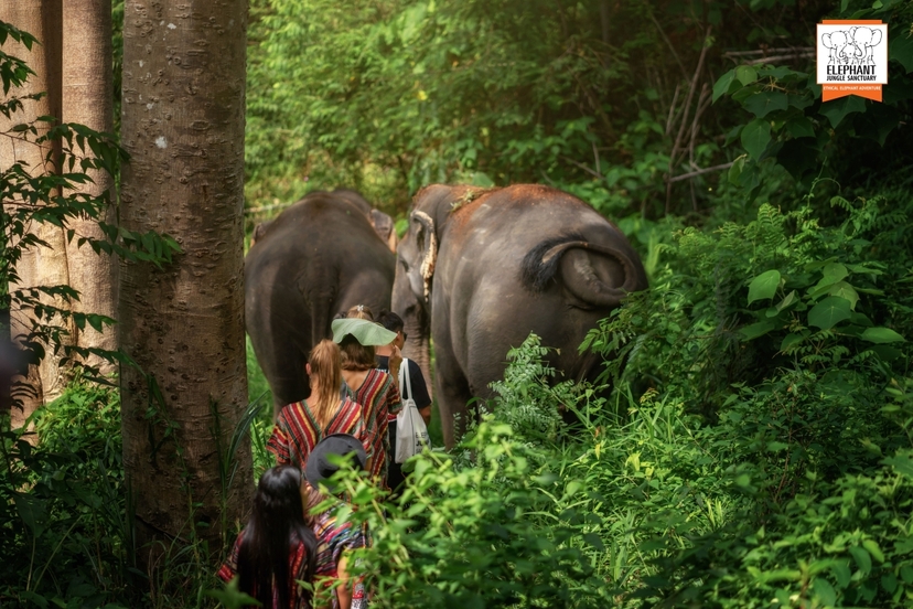 Elephant Jungle Sanctuary Phuket - Walk with elephant 3