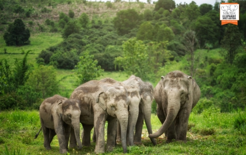Elephant Jungle Sanctuary Chiang Mai - Full day visit 2