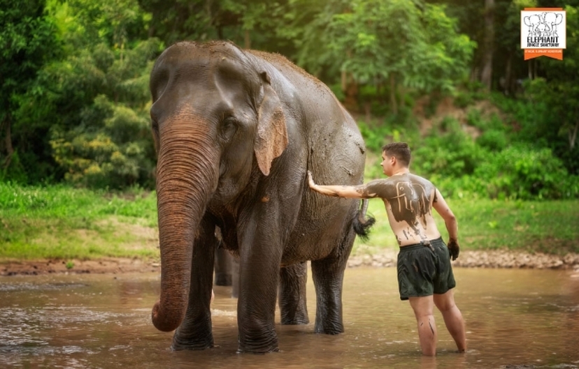 Elephant Jungle Sanctuary Chiang Mai - Walk With Elephant 3