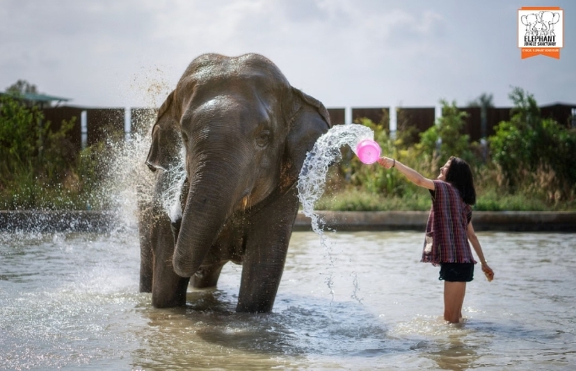 Elephant Jungle Sanctuary Pattaya - Half day tour 2