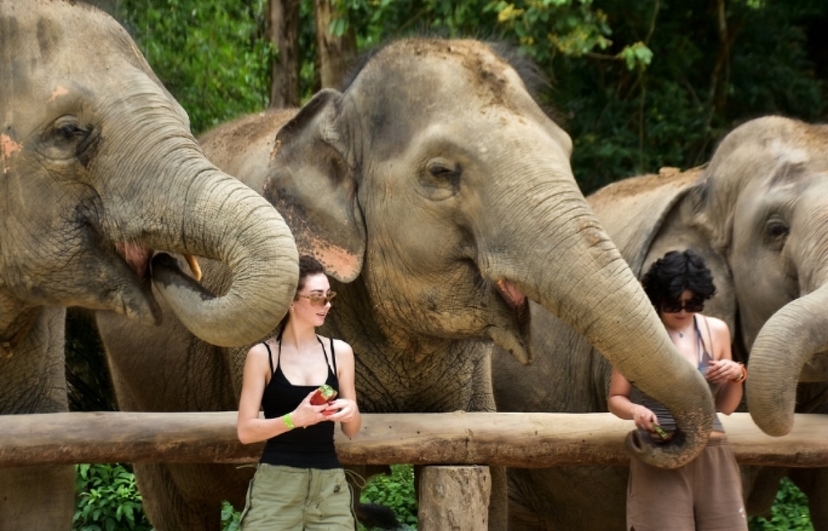 One day walk with Elephant Sanctuary Samui 2