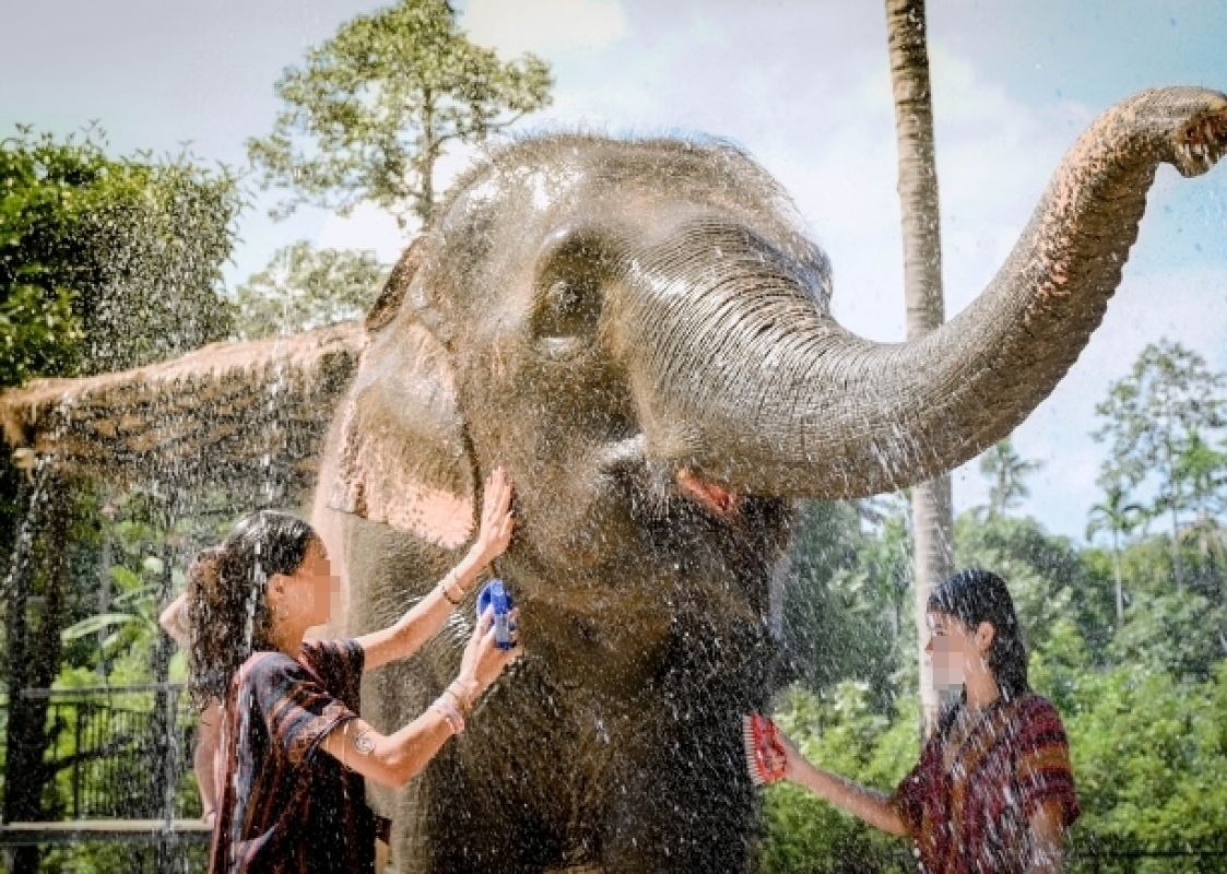 Feed and Shower with Elephant Sanctuary Samui 1