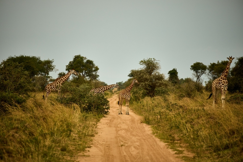 9 Days Big Five Gorilla Trekking & Chimpanzee Trekking Wildlife Safari to Uganda 4