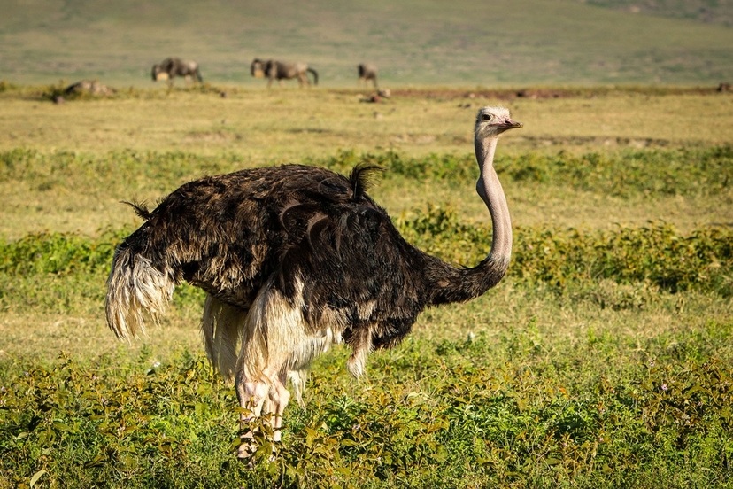 Ngorongoro Crater From Karatu  2