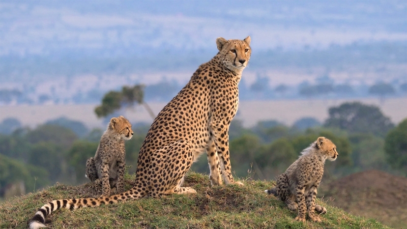 Kenya Big Five Safari 3