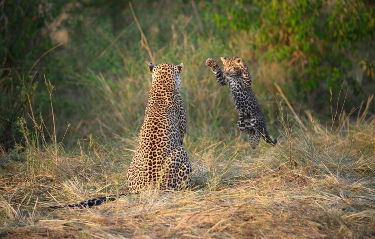 Kenya Big Five Safari 1